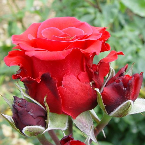 Teahibrid rózsa - Rózsa - Red Berlin - Online rózsa vásárlás